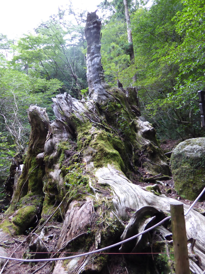 P1030083_mid.jpg