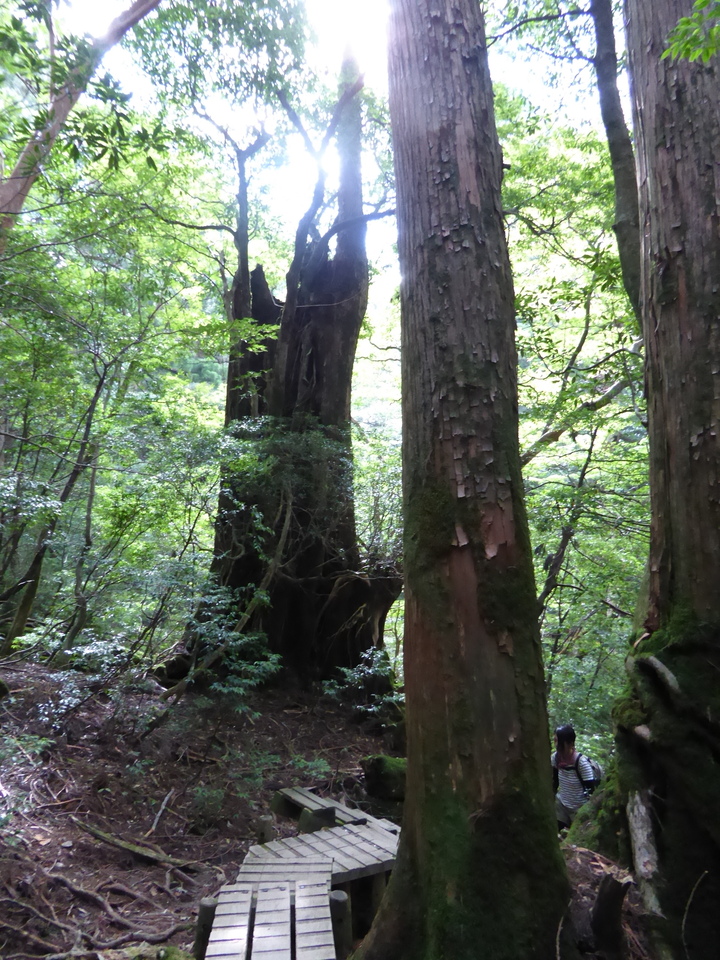 P1030104_mid.jpg