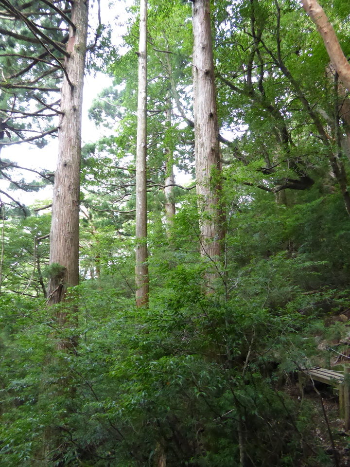 P1030113_mid.jpg