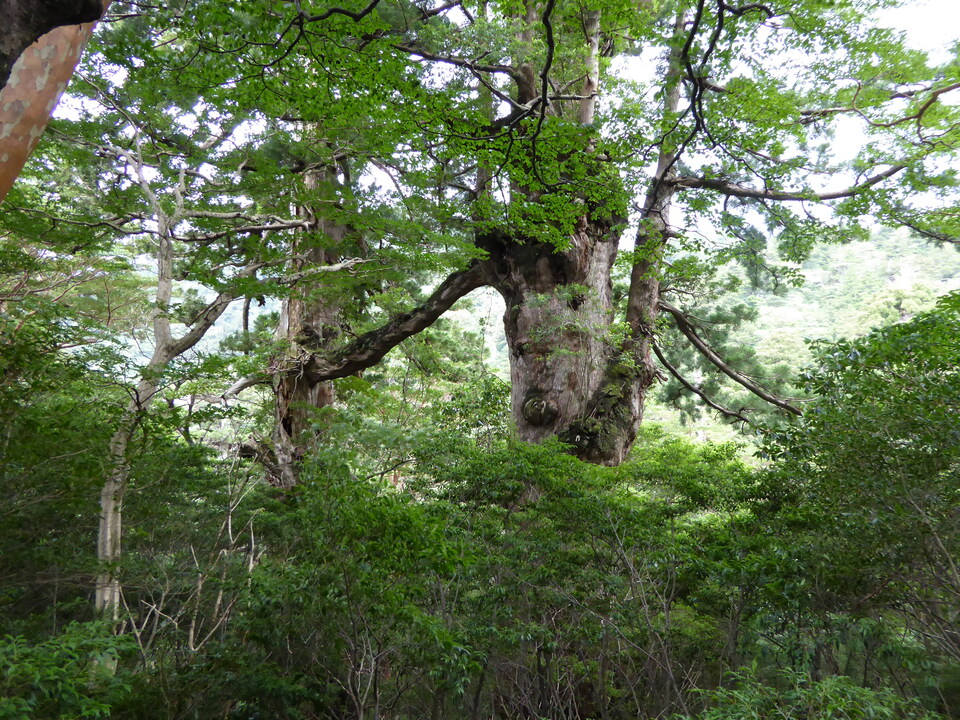 P1030127_mid.jpg
