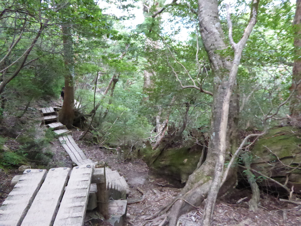 P1030132_mid.jpg