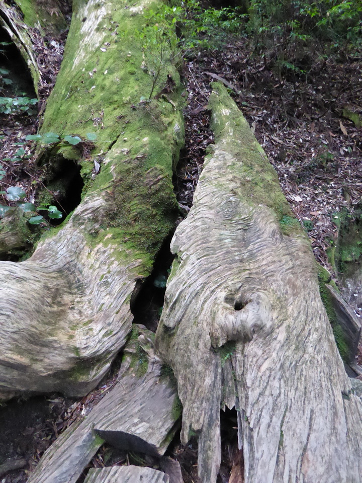 P1030136_mid.jpg