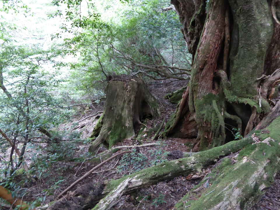 P1030141_mid.jpg