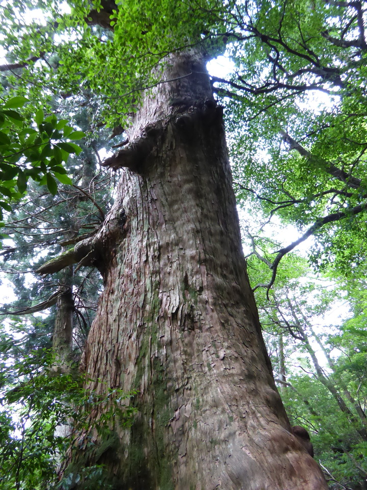 P1030145_mid.jpg