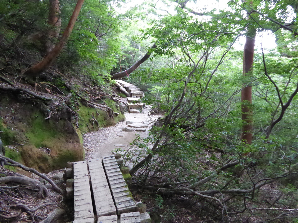 P1030153_mid.jpg