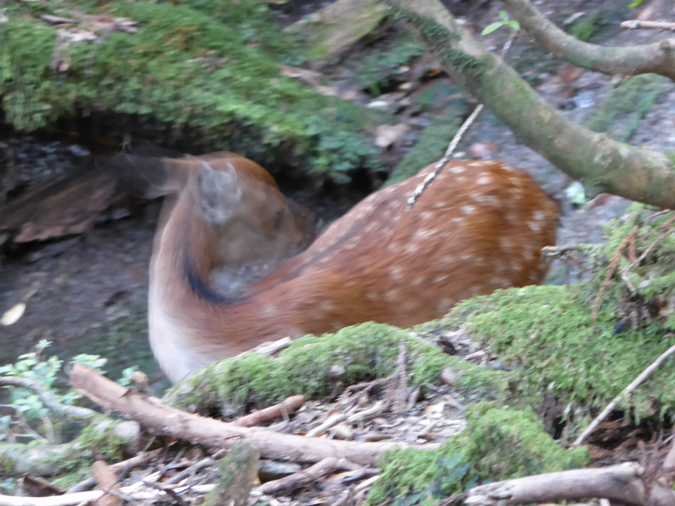 P1030156_mid.jpg