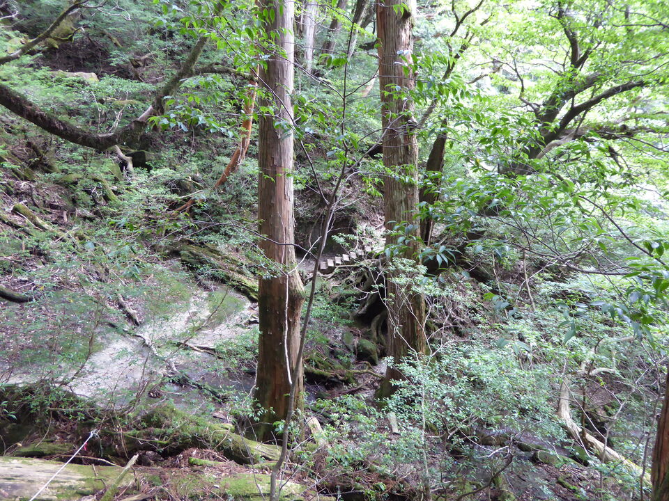 P1030177_mid.jpg