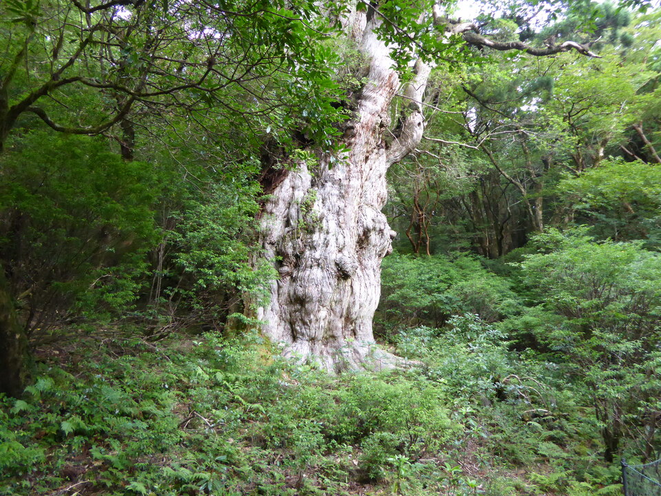 P1030182_mid.jpg