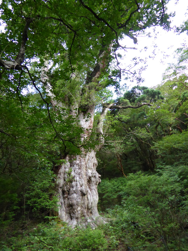 P1030184_mid.jpg