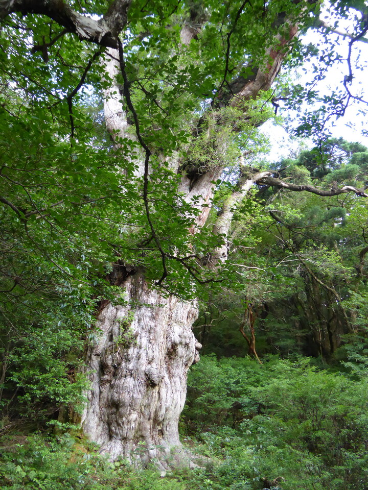 P1030186_mid.jpg