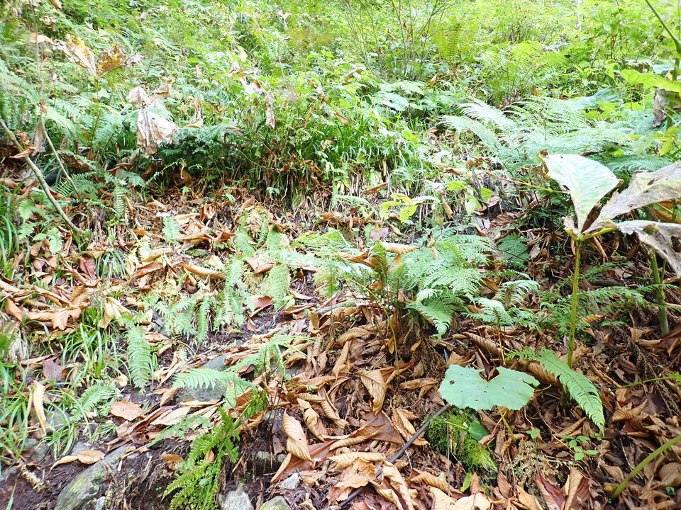 PA011371_mid.jpg