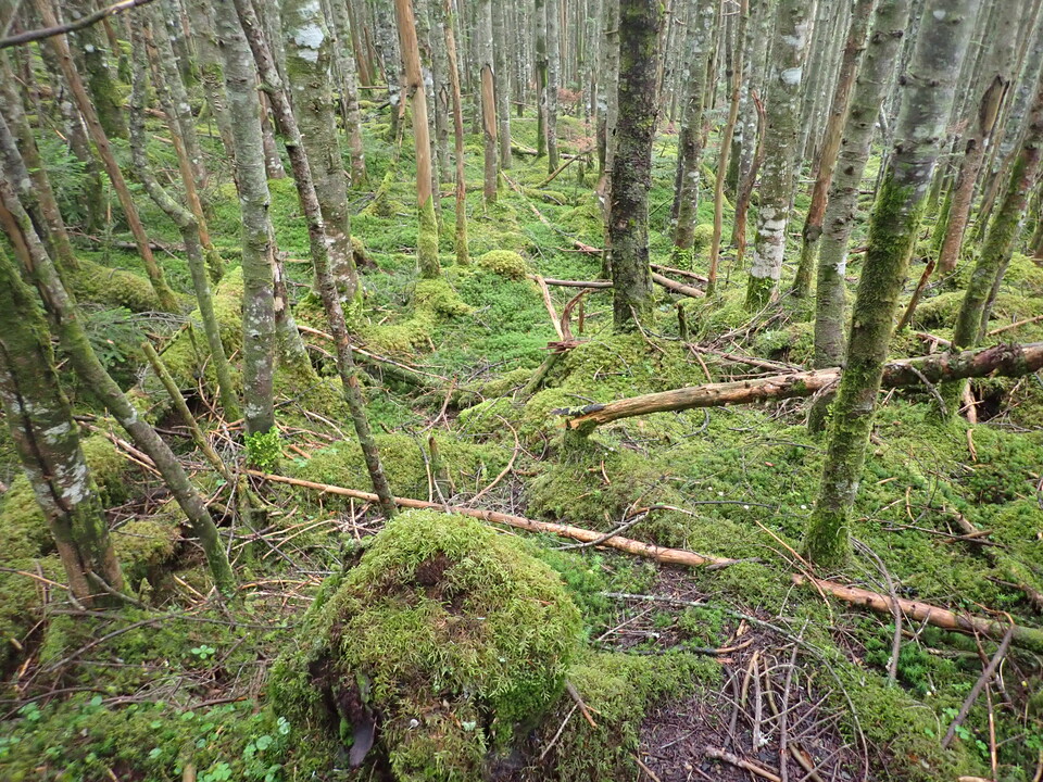 P8169446_mid.jpg